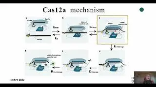 A CRISPR Cas12a Assisted in Vitro Diagnostic Tool for Identification and Quantification of Single Cp