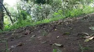 Windy Morning