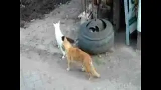 Самое прикольное видео Кот жопа нюх) Côte d'ass nose)