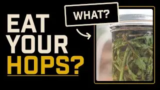 Eat Your Hops | Hop Bines Prepared Two Ways | Hops & Gnarly Home Brewery