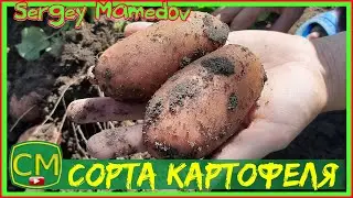 Сорта картофеля. Лимонка, Королева Анна, Журавушка.