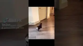 cute pets dancing
