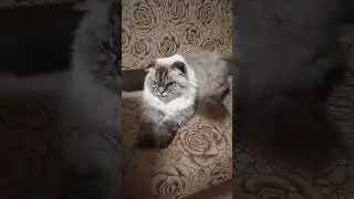 Это Дыма и она любит побыть одна 😘 