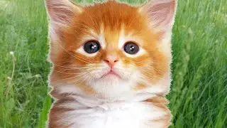 Подарок на День рождения  Самый лучший подарок на     года