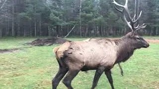 Путешествие к оленям 🦌Усадьба Судимир🦌Оленья ферма🦌