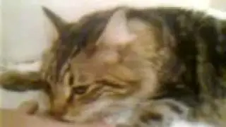 Cat licks feet