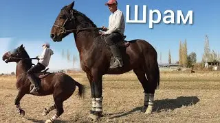 Шрам тез САТЫЛДЫ