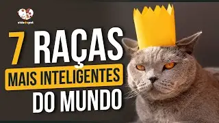 AS RAÇAS DE GATOS MAIS INTELIGENTES DO MUNDO