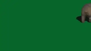 Green screen bear, green scree animals for use in chroma key