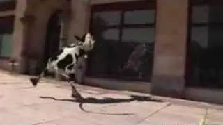 Singing Cow