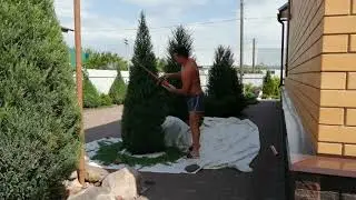 ЕЩЁ ЧЕТЫРЕ МОЖЖЕВЕЛЬНИКА ГОТОВЫ . ))))