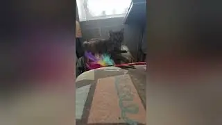 Torneo de gatos : episodio #3