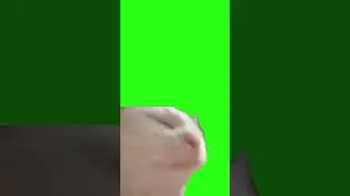 Cat vibing Meme #cat #greenscreen #chromakey #greenscreenanimal