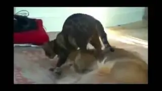 Приколы про животных.Новые!!!