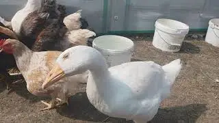 У меня гусак или гусыня?