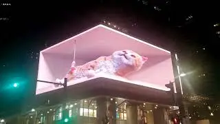 cute kitty🐈