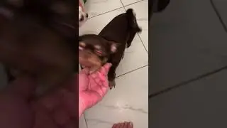 Забрала вкусняшку.