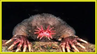 True Facts About The Star Nosed Mole