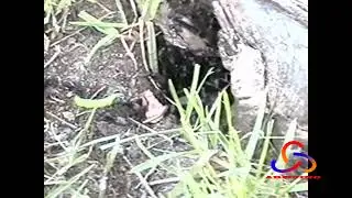 Brave Ant Fighting Larger Caterpillar