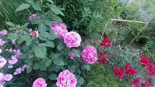 На даче 🏡 7 июля 2024 г.