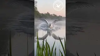 Landing of a mute swan 