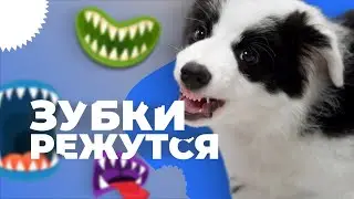 ПЕРЕЖИТЬ СМЕНУ ЗУБОВ У ЩЕНКА 🐶 Что делать если у собаки чешутся десны 🐕 Когда режутся зубы 🐩