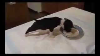 Очень голодный щенок / Very hungry puppy