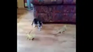 Смешной котёнок и ящерица