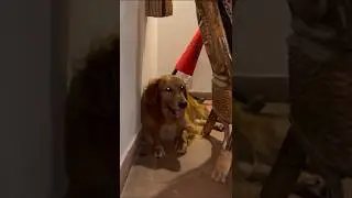 Hiding behind the chair is always a fun !! #dog  #goldenretriever #pet #puppy #doglover   #adorable