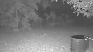 Wild Deer feeding at the crack of dawn in corn and minerals.