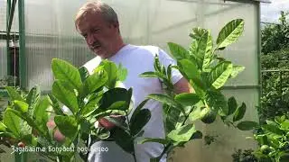 Купите комнатный лимон. Обзорное видео 12 июня.