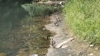 Утята утки Огарь