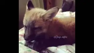 Лис Диего кушает колбаску