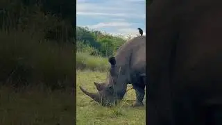 3 Meters Away from Dangerous Wild Rhino!