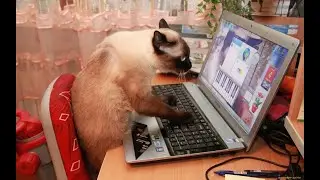 ;Смеха ради" лучшие розыгрыши ПРИКОЛЫ СМЕШНЫЕ ЖИВОТНЫЕ