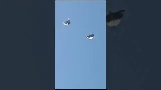 Голуби Миша,  п.Кряж, г.Самара