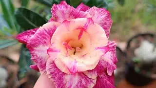 ROSA DO DESERTO ANA 2 PEONY PINK E MAIS ALGUMAS LINDONAS AQUI NO JARDIM 🏡😍🐝