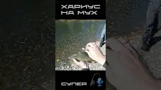 ЗДОРОВЯКИ ХАРИУСЫ КАЙФ  #рыбалка #спиннинг #блесна #аэролодка #хариус #осень #север