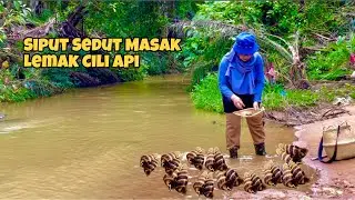 Rural life EP 6| Finding mud creepers for lunch |Siput sedut masak lemak cili api dan sambal jering