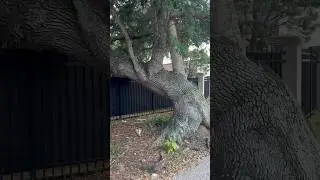 Have you ever seen a kissing tree? #saintaugustine #floridacity #romantic
