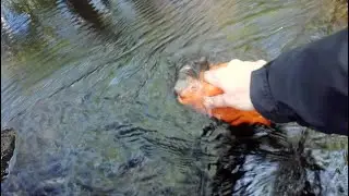 10km Fatbike sports to common cabins somewhere in beautiful Eastern Finland in May 2023 + breakfast.