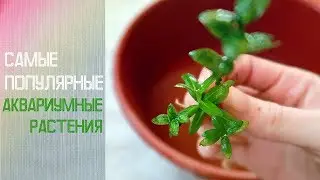 Неприхотливые аквариумные растения / фото, названия, описание