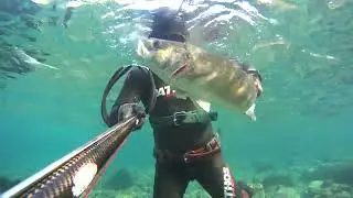Levrek 4,60 Kg - Seabass 4,60 Kg