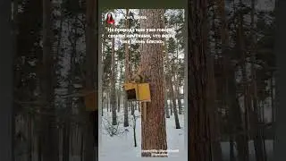 Вот таких белочек можно увидеть в Липецке  #липецк #белочки