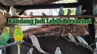 Ternak Parkit...!!! Memasukkan Beberapa Parkit Mutasi Ke Kandang agar lebih Bervariasi
