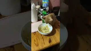 Масяне понравились чипсы с луком 🧅😅😄