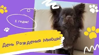 Чихуахуа Мими 1 год!