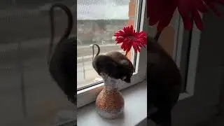 4 апреля День крыс 🐀