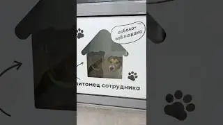 Собаки сотрудников