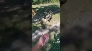 Je croise un loup en liberté 🐺 #loup #wolf #liberté #dog #shorts